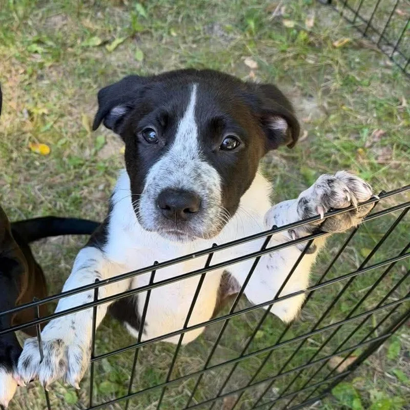 A baby large-sized male Australian Cattle Dog / Blue Heeler dog named James Clerk Maxwell for adoption in Hilton, NY
