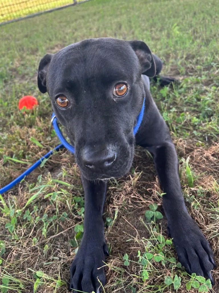 A young large-sized female Labrador Retriever dog named Peggy for adoption in Greenwood, MS