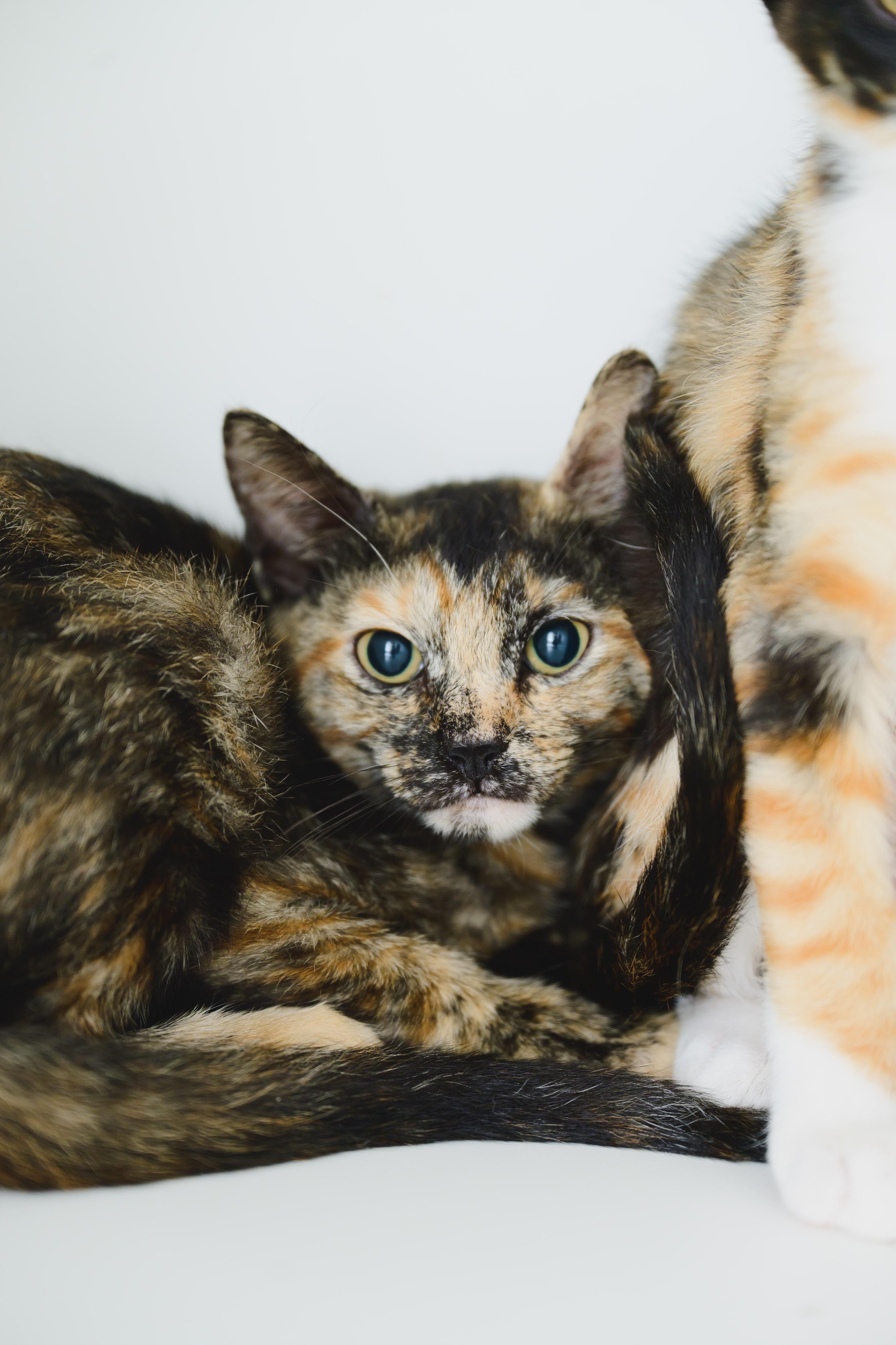 A baby small-sized female Domestic Short Hair cat named Petunia for adoption in Honolulu, HI