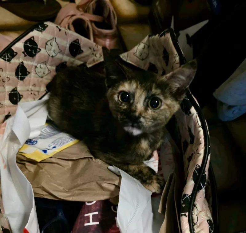 Petunia thumbnail 2