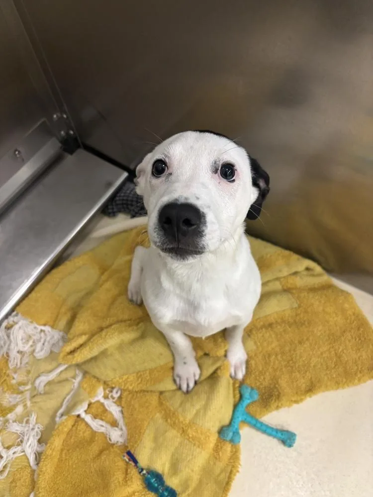 A young small-sized male Tricolor (Brown, Black, & White) Terrier dog named Edgar for adoption in Kalamazoo, MI