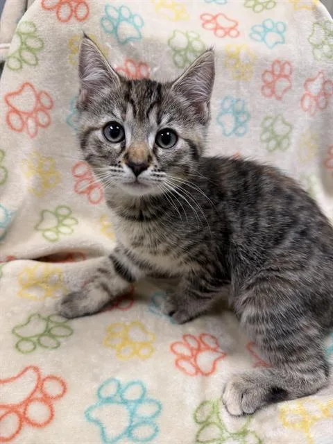 A baby small-sized female Domestic Short Hair cat named Ella Bella for adoption in Ontario, CA