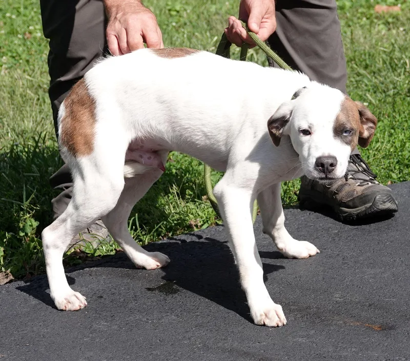 A baby medium-sized male Brown / Chocolate Terrier dog named Winston for adoption in Millfield, OH
