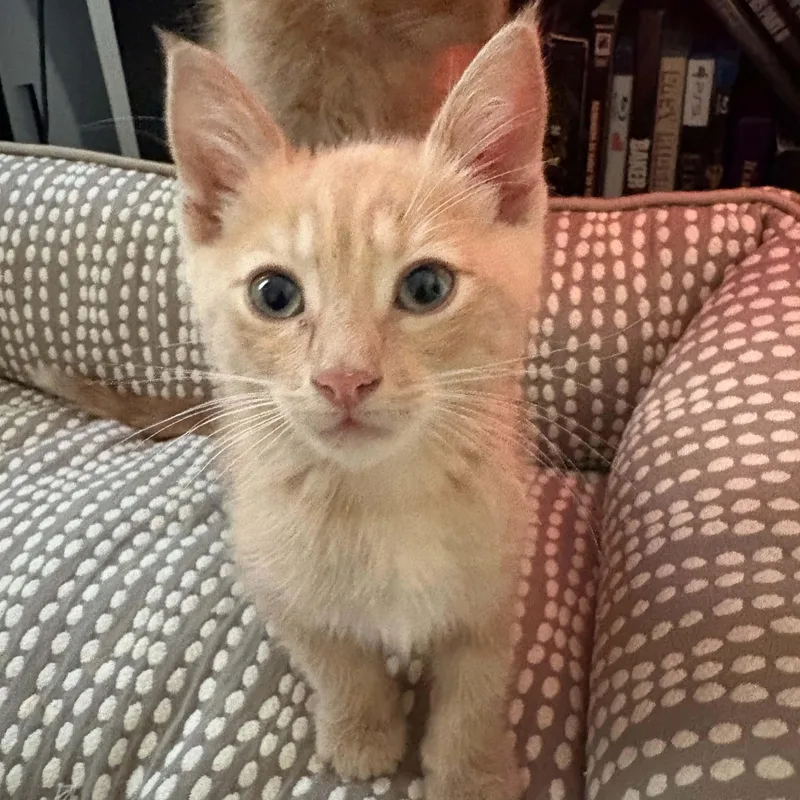A baby small-sized male Buff / Tan / Fawn Domestic Short Hair cat named Peaches for adoption in Antioch, CA