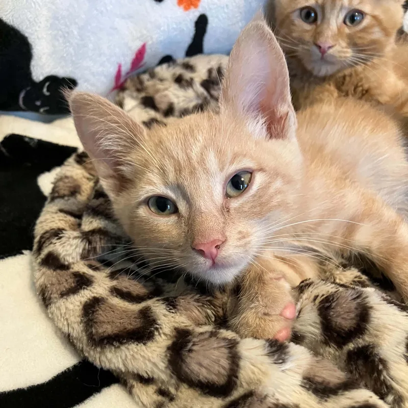 Peaches thumbnail 2