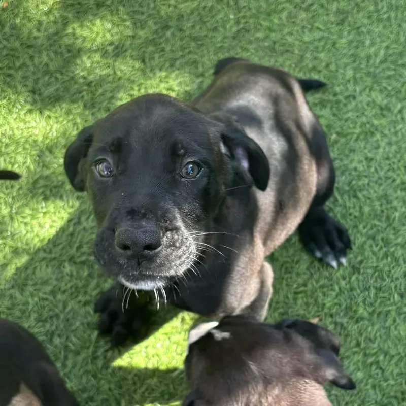 A baby small-sized male Black Great Dane dog named Danton for adoption in LOXAHATCHEE, FL