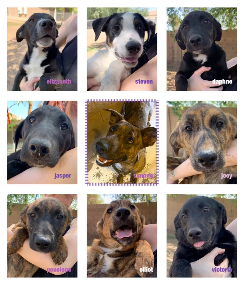 A young medium-sized male Brindle Labrador Retriever dog named Elliot for adoption in Phoenix, AZ