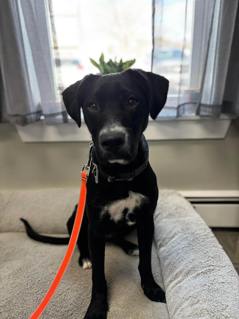 A young medium-sized female Black Labrador Retriever dog named Gracie for adoption in Portland, ME