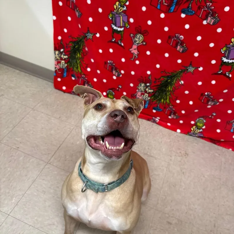 Scarlett thumbnail 4