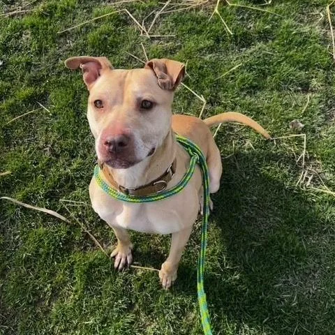 Scarlett thumbnail 6