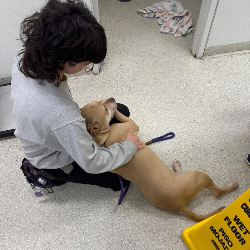 An adult large-sized female Yellow / Tan / Blond / Fawn Terrier dog named Scarlett for adoption in Novelty, OH