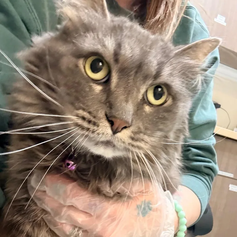 An adult large-sized female Gray / Blue / Silver Domestic Long Hair cat named Serena for adoption in Great Falls, MT