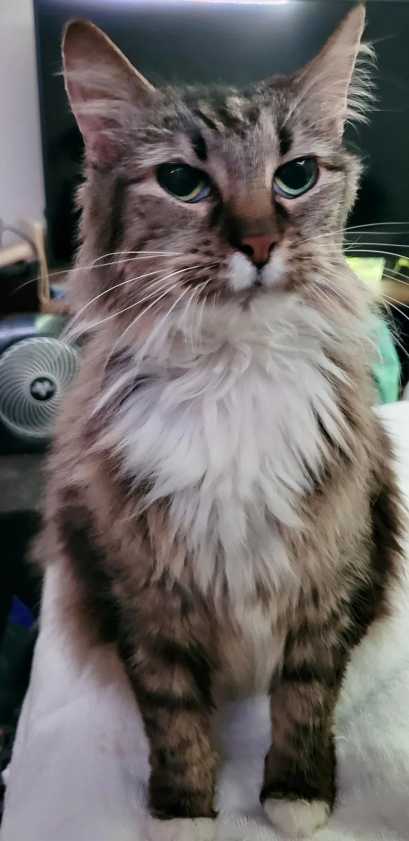 A senior medium-sized female Tabby (Brown / Chocolate) Domestic Long Hair cat named Baby for adoption in BLACK MOUNTAIN, NC