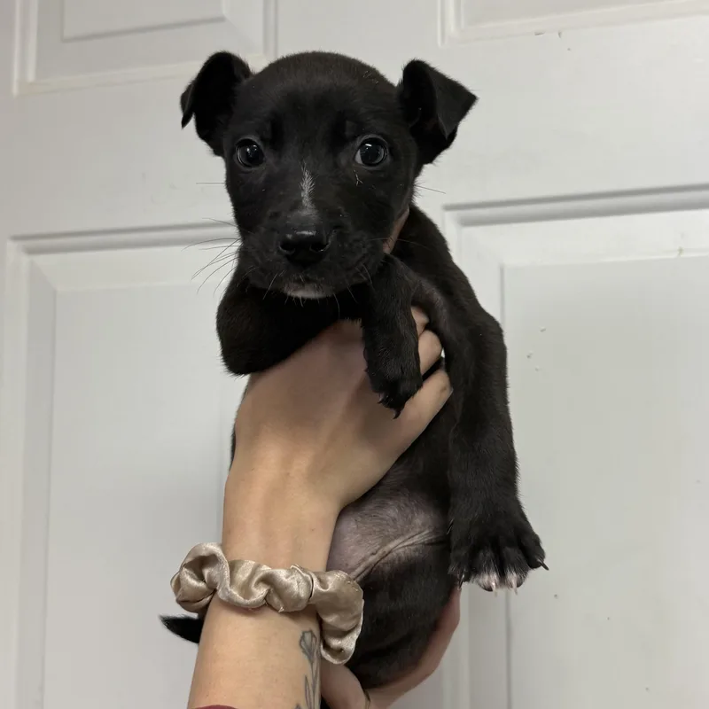 A baby medium-sized female Black Mixed Breed dog named Boston for adoption in Columbia, SC