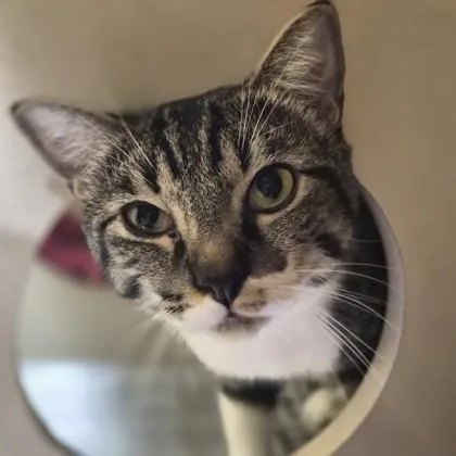 An adult medium-sized male Domestic Medium Hair cat named Boho for adoption in Sacramento, CA