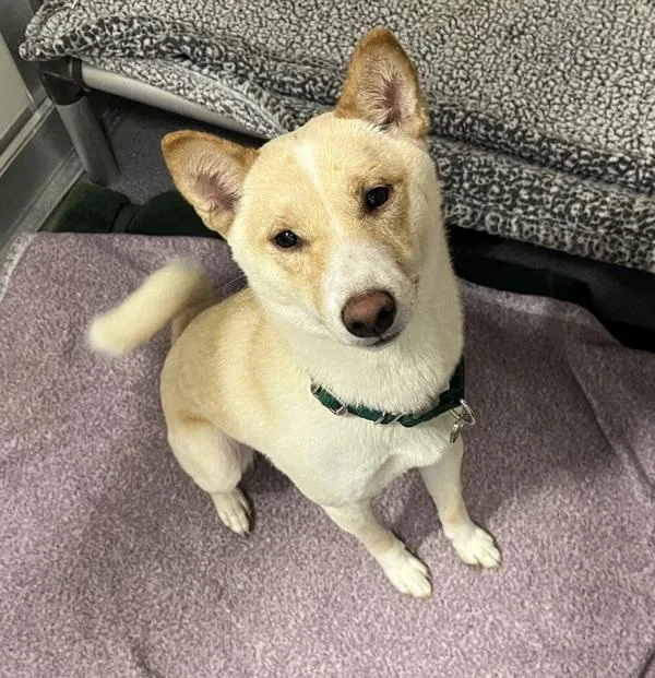 A young medium-sized male Shiba Inu dog named Ozzy for adoption in Stratham, NH