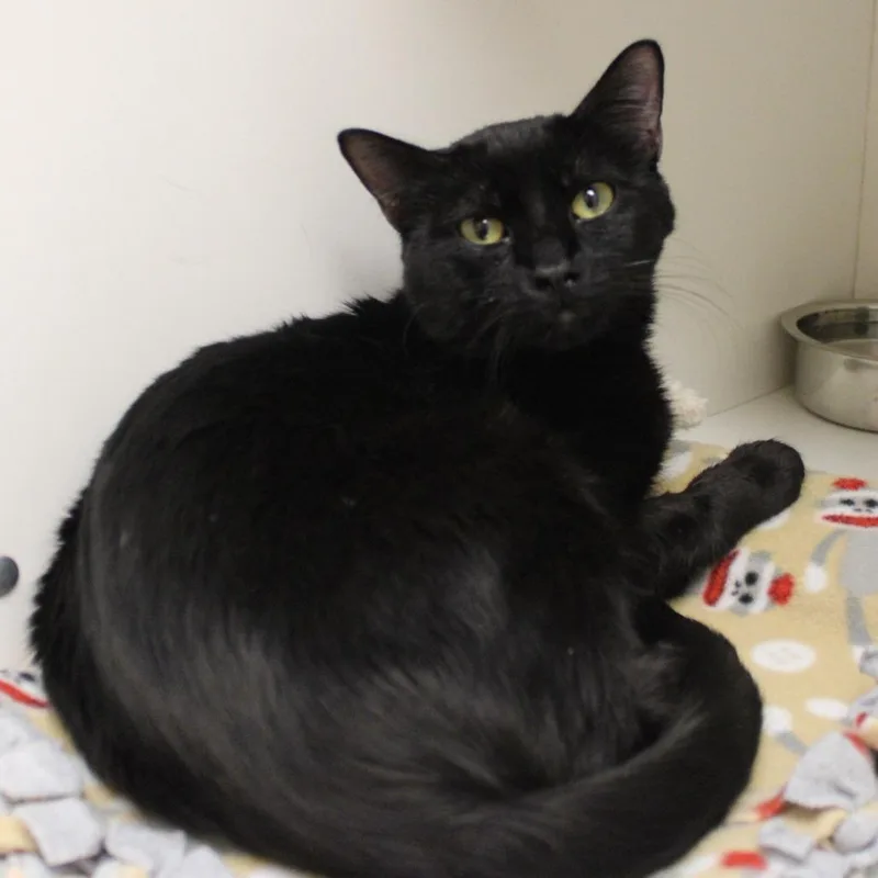 A young medium-sized male Domestic Short Hair cat named Shade for adoption in Champaign, IL