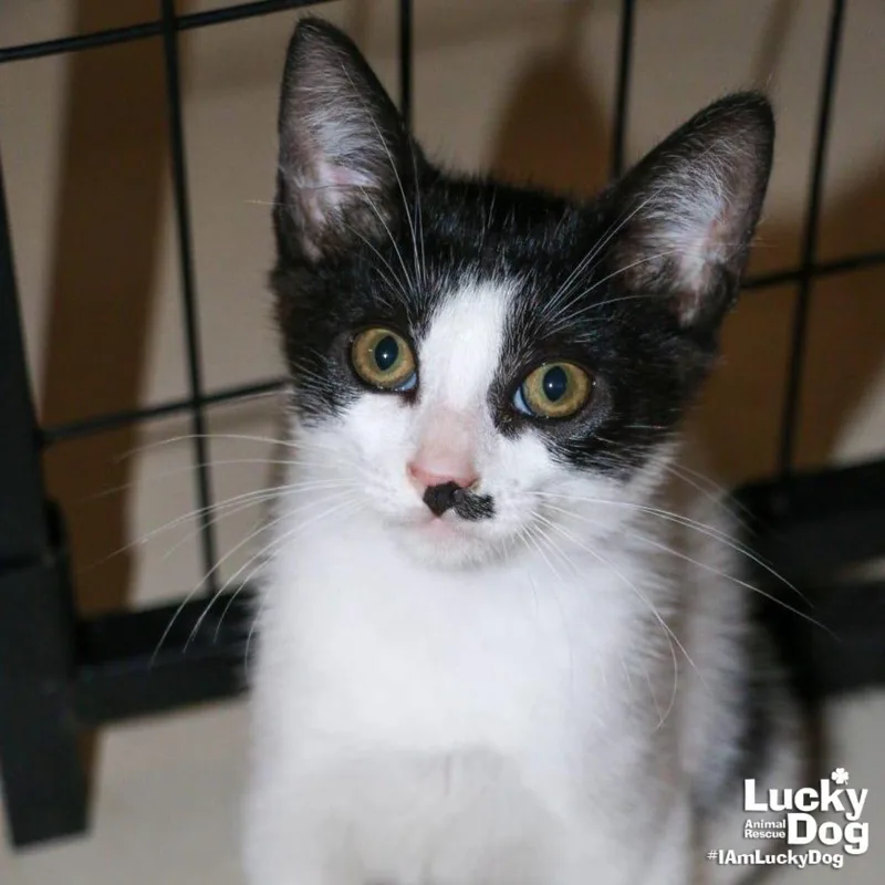 A baby medium-sized male Black & White / Tuxedo Domestic Short Hair cat named Cello for adoption in Washington, DC