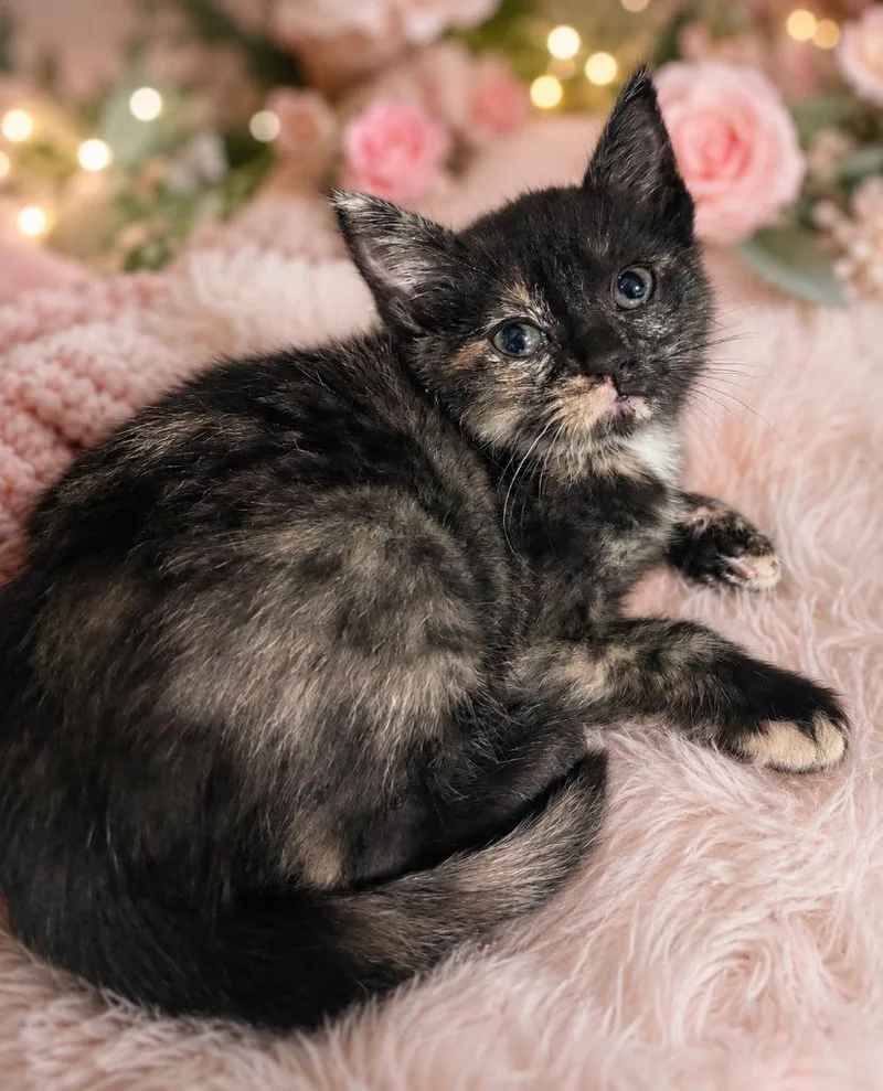 A baby small-sized female Domestic Short Hair cat named Waffles for adoption in Corpus Christi, TX