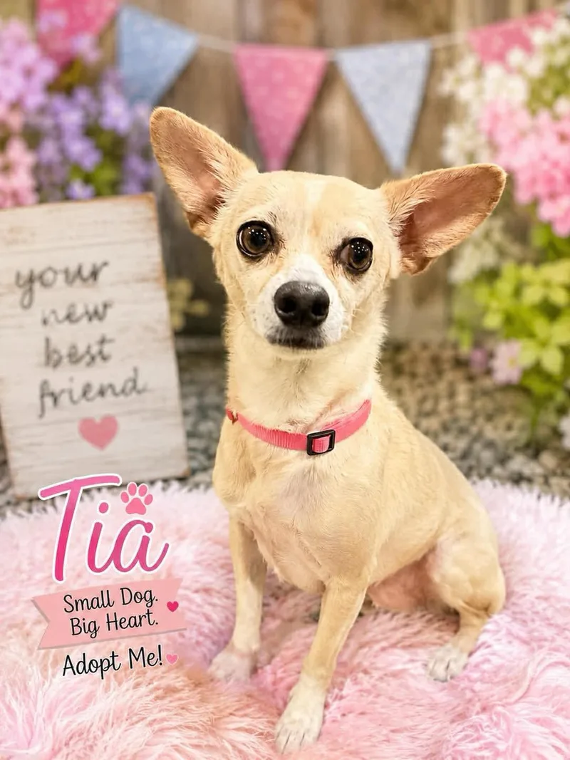 Tia