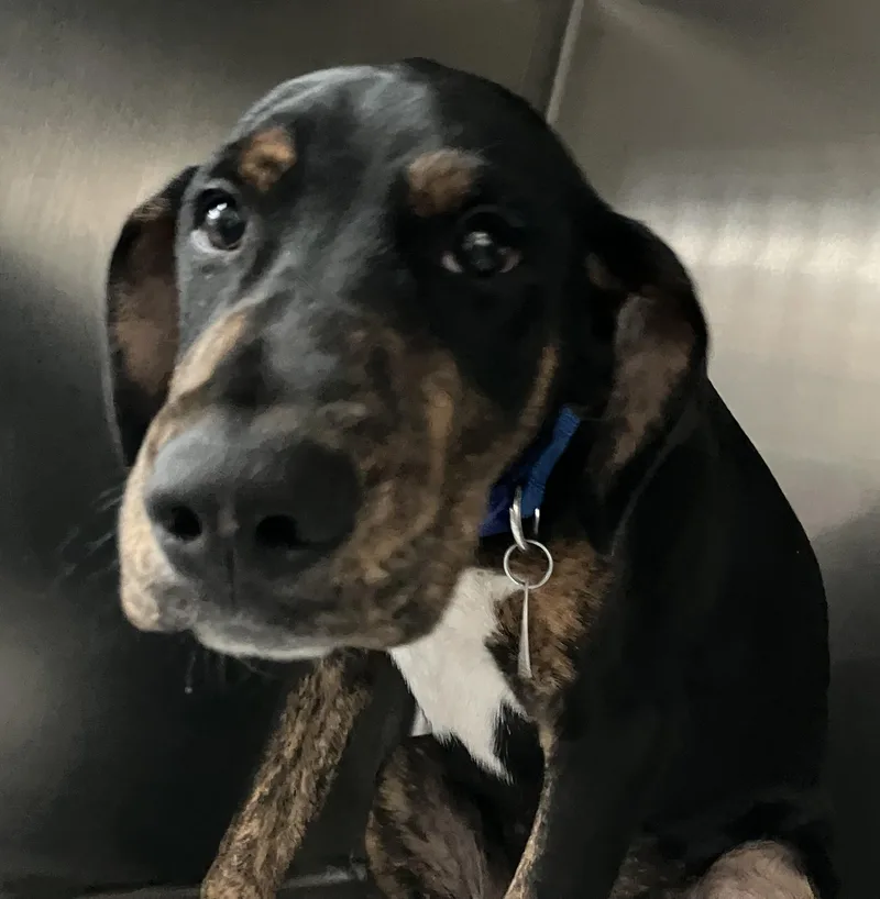 A baby medium-sized male Beagle dog named Dobie for adoption in Parma, OH