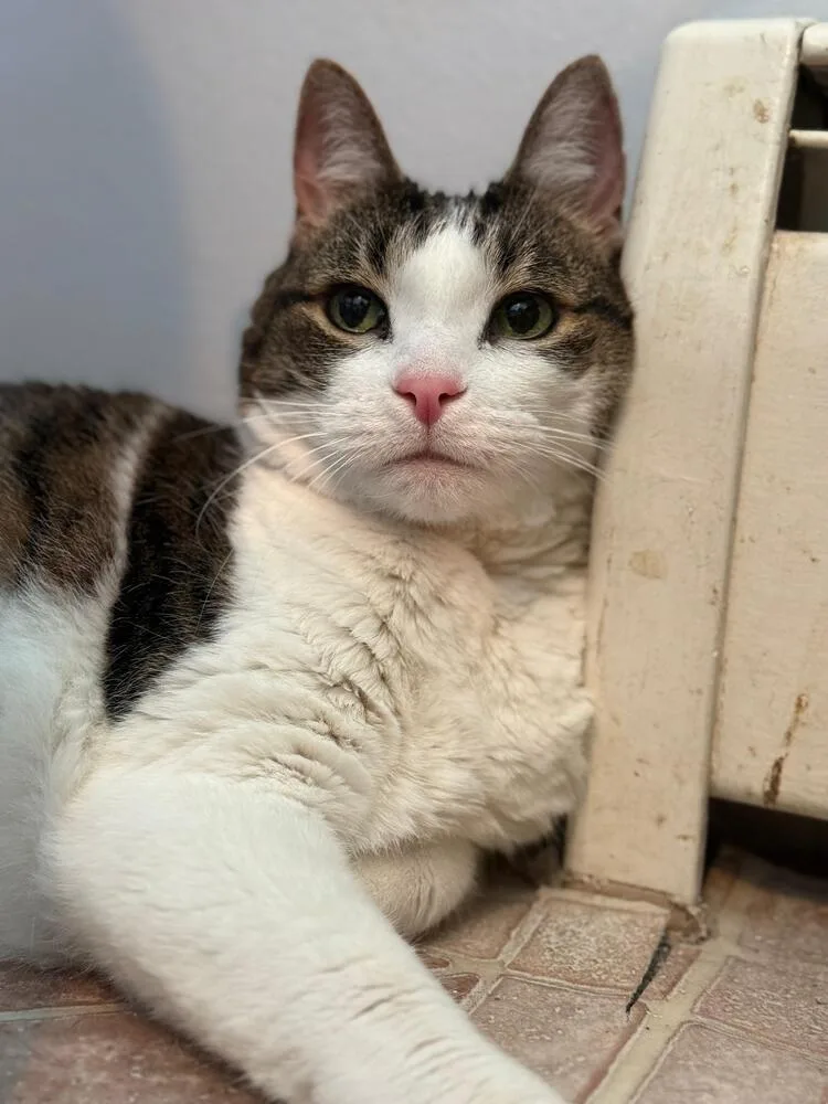 A senior medium-sized female Domestic Short Hair cat named Sophia for adoption in Skippack, PA