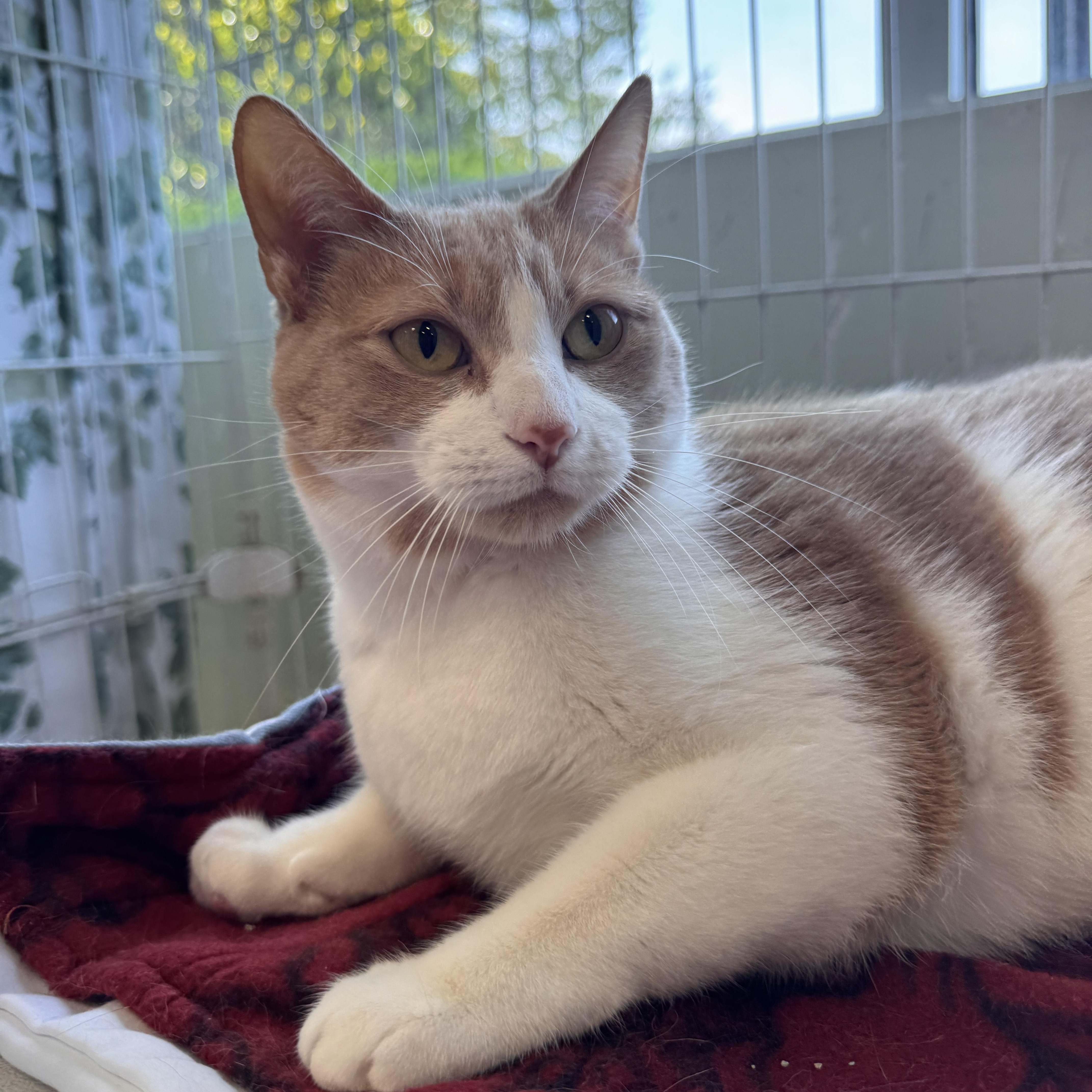 An adult large-sized female Orange & White Domestic Short Hair cat named Peanut for adoption in Mokena, IL