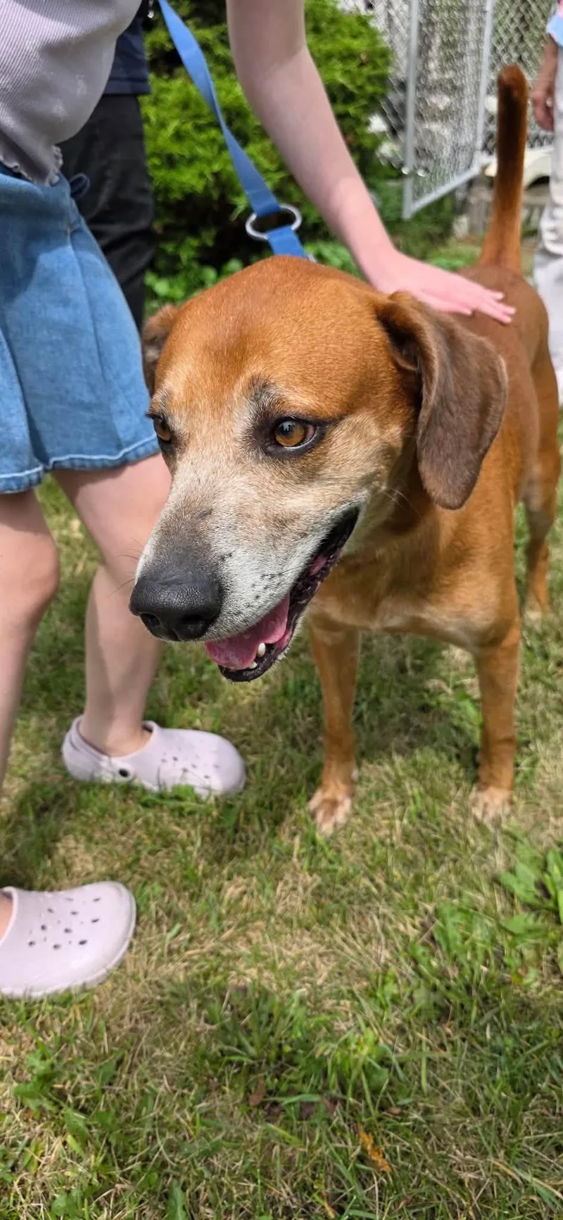 An adult large-sized male Golden Mixed Breed dog named Pistachio for adoption in Clinton, WI