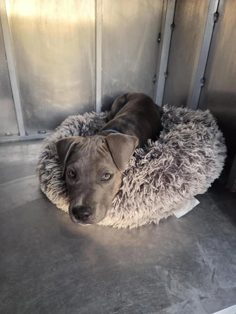 A baby medium-sized male Pit Bull Terrier dog named Tony for adoption in Livingston, LA