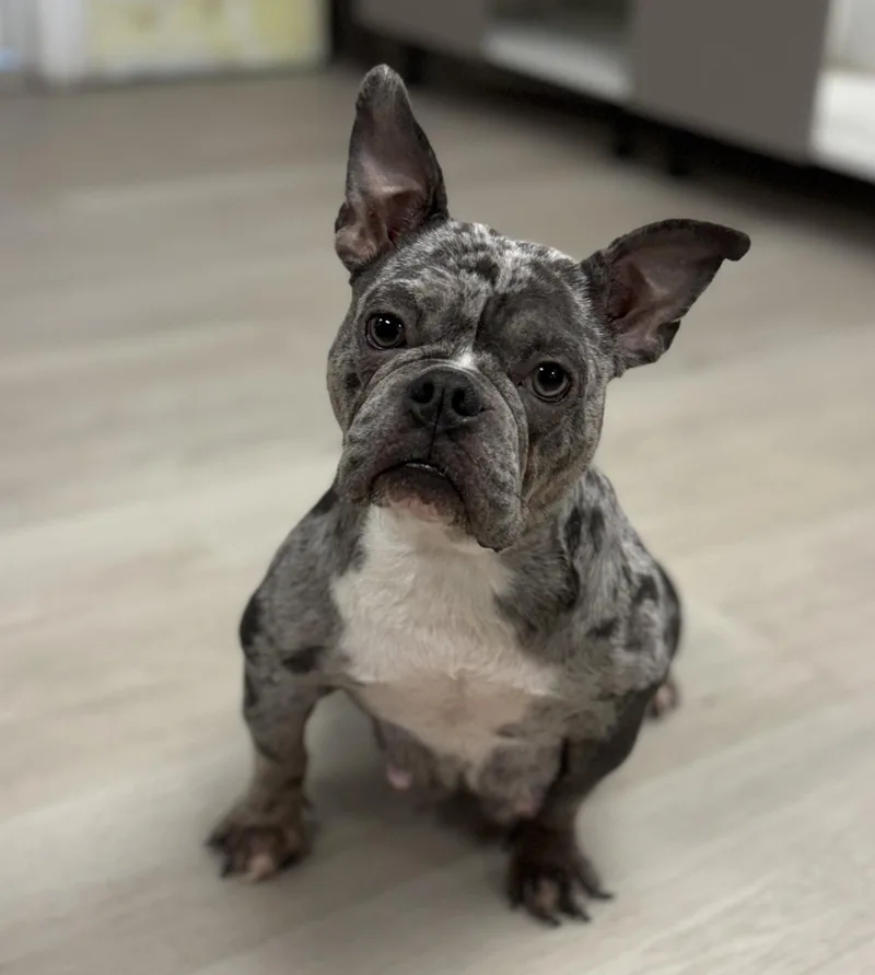 An adult small-sized female Merle (Blue) French Bulldog dog named Angel for adoption in Proctorville, OH