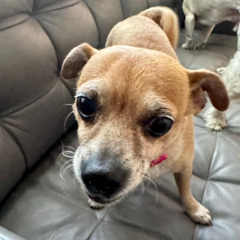 An adult small-sized female Yellow / Tan / Blond / Fawn Chihuahua dog named Coco for adoption in Wichita, KS