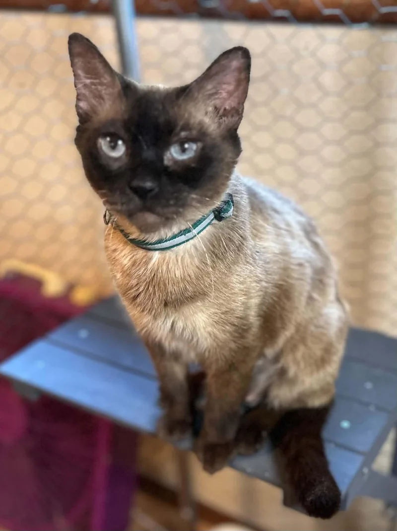 An adult medium-sized female Seal Point Domestic Short Hair cat named Twinkle for adoption in Portland, OR