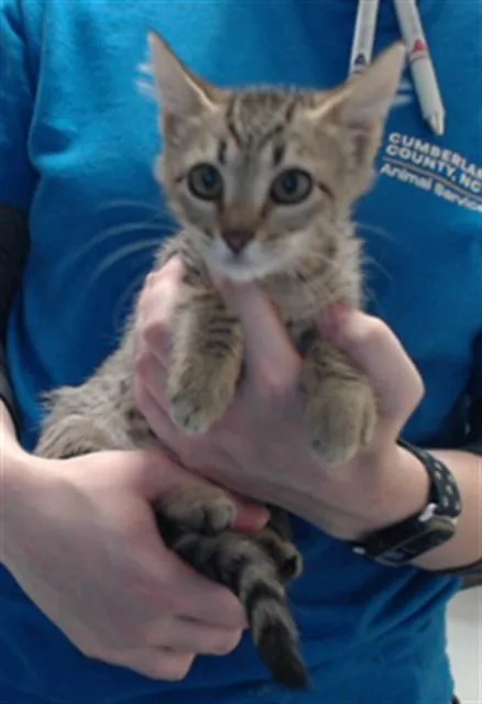A baby small-sized male Domestic Short Hair cat named Chase for adoption in Fayetteville, NC