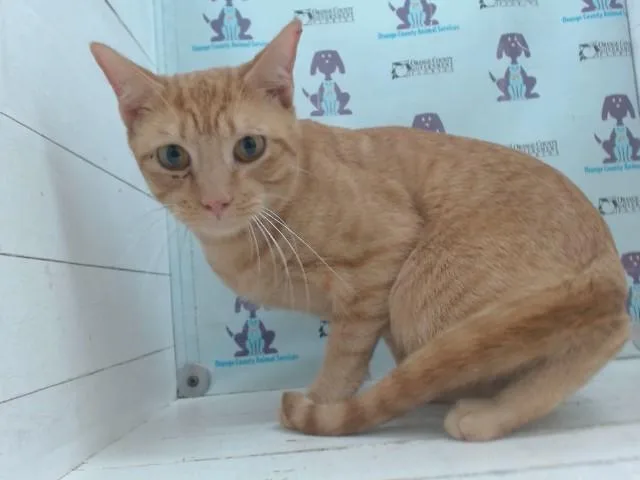 A young small-sized male Domestic Short Hair cat named Snuggles for adoption in Orlando, FL
