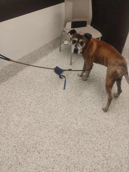 A senior large-sized male Mixed Breed dog named Bogart for adoption in Atlanta, GA