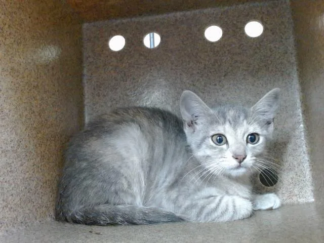 A baby small-sized female Domestic Short Hair cat named Doerayme for adoption in Orlando, FL