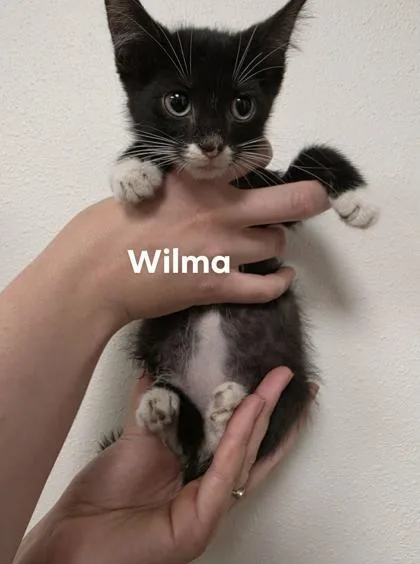 Wilma thumbnail 2