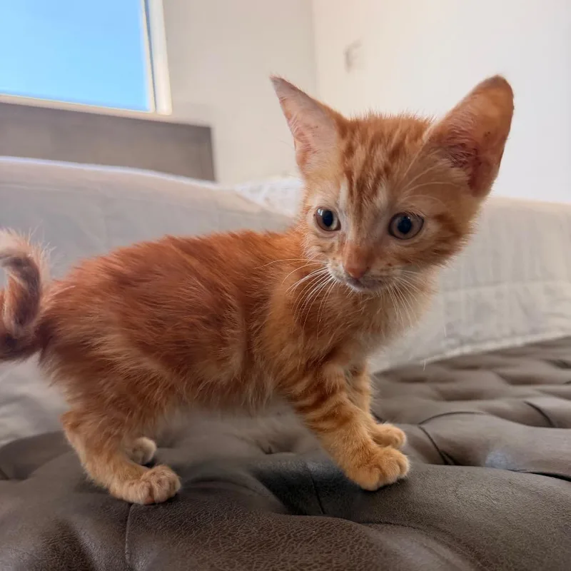 A baby small-sized male Orange / Red Domestic Short Hair cat named Ed Sheeran for adoption in Port Richey, FL