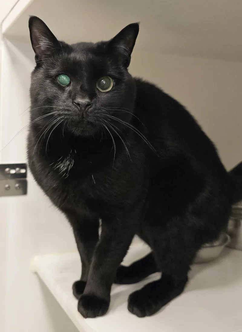 An adult large-sized male Black Domestic Short Hair cat named Blue for adoption in Amityville, NY