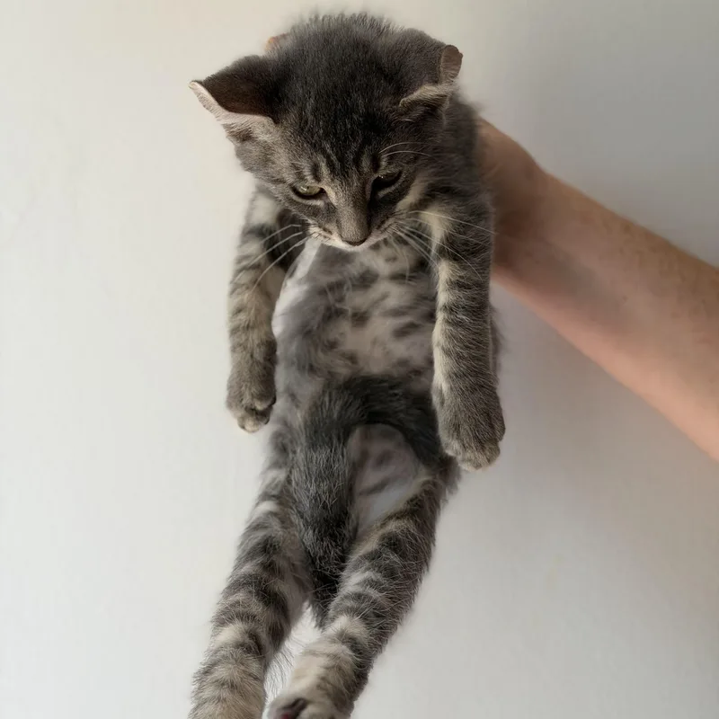 A baby small-sized male Tabby (Gray / Blue / Silver) Domestic Short Hair cat named Frizzle for adoption in Richmond, VA
