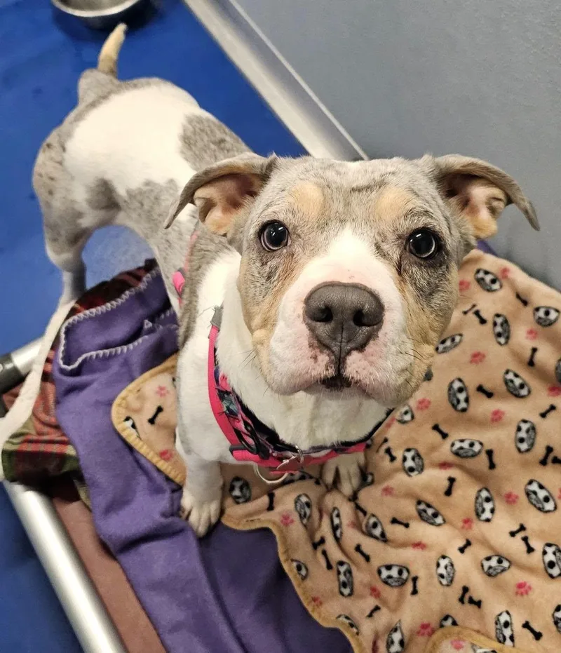 An adult medium-sized female Catahoula Leopard Dog dog named Rose for adoption in Breinigsville, PA