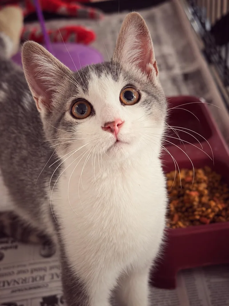 A baby small-sized female Gray & White Domestic Short Hair cat named Daisy for adoption in Smicksburg, pa 16256, PA