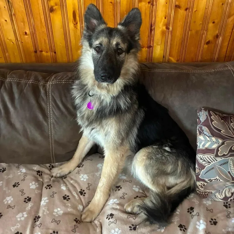 An adult medium-sized male Black German Shepherd Dog dog named Cypress for adoption in Minneapolis, MN