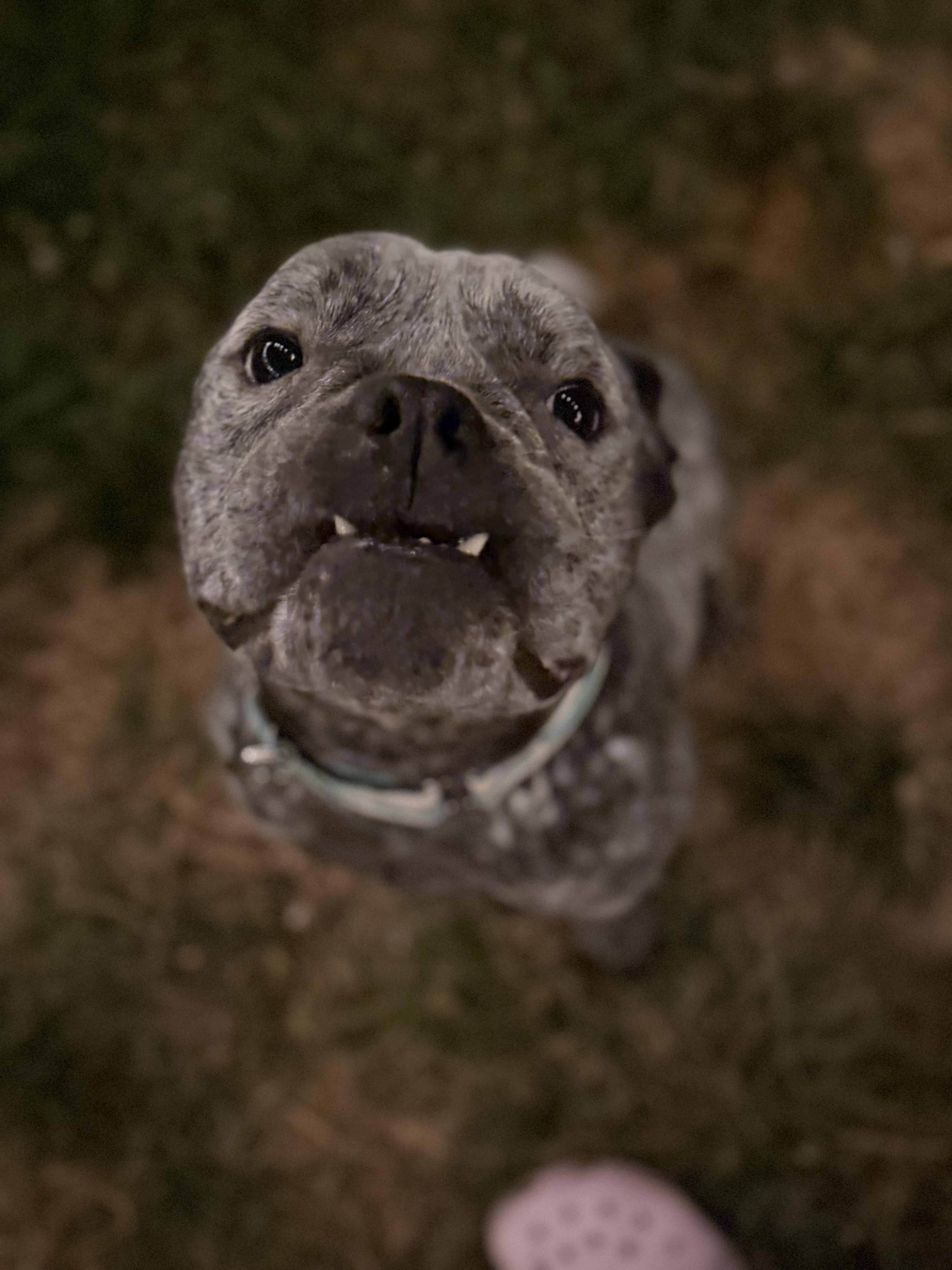 Merlin
