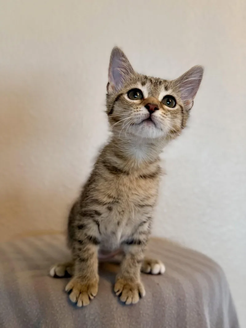 A baby medium-sized female Domestic Short Hair cat named Dot Matrix for adoption in Oviedo, FL