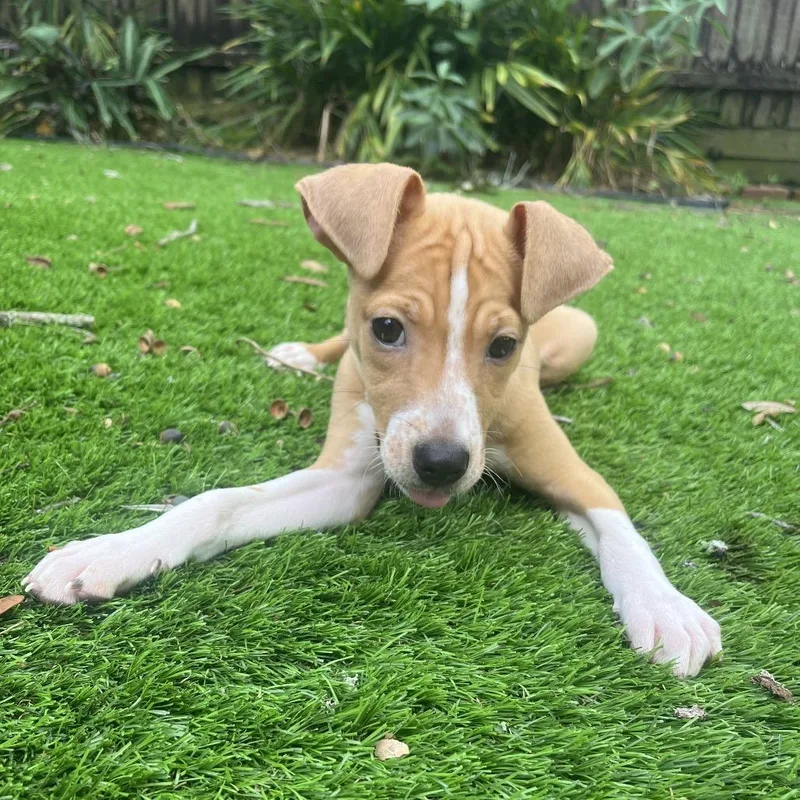 A baby small-sized male Jack Russell Terrier dog named Flopsy for adoption in Tampa, FL