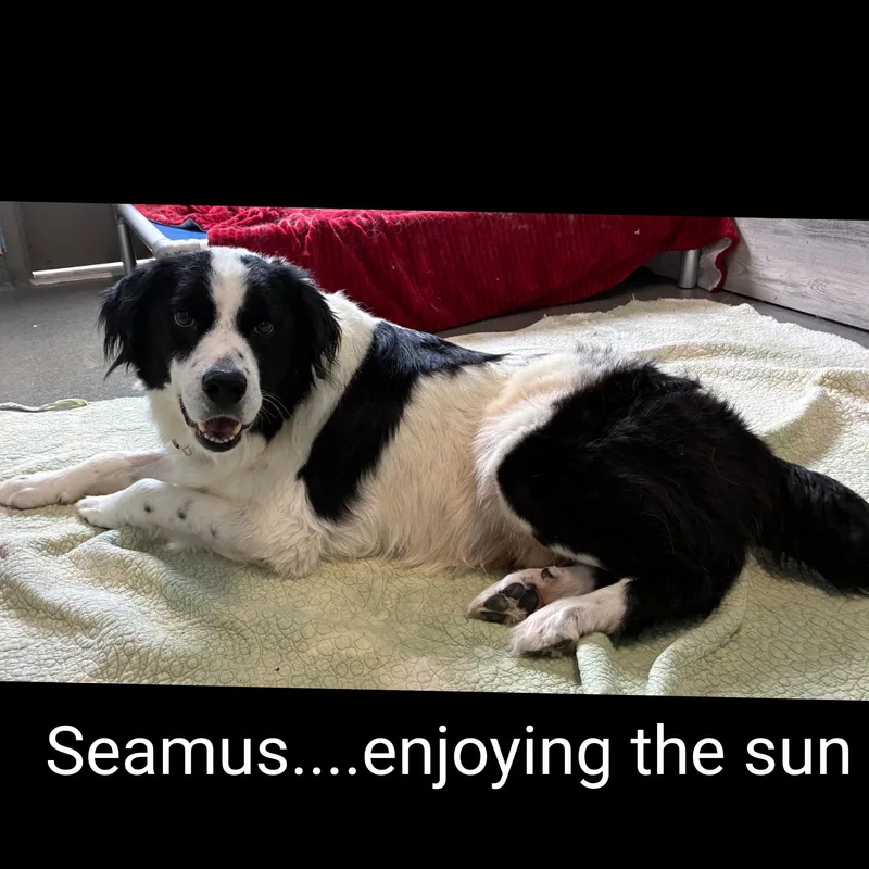 Seamus