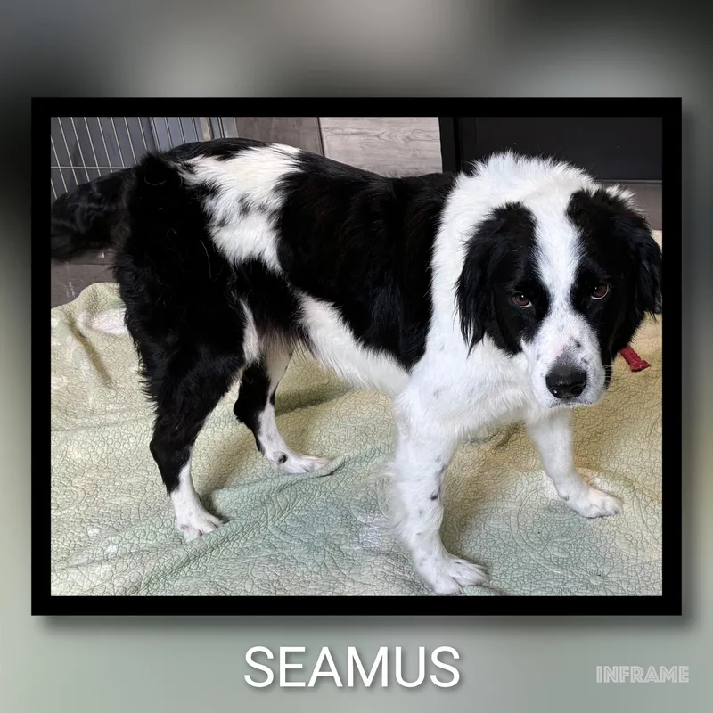 Seamus thumbnail 2