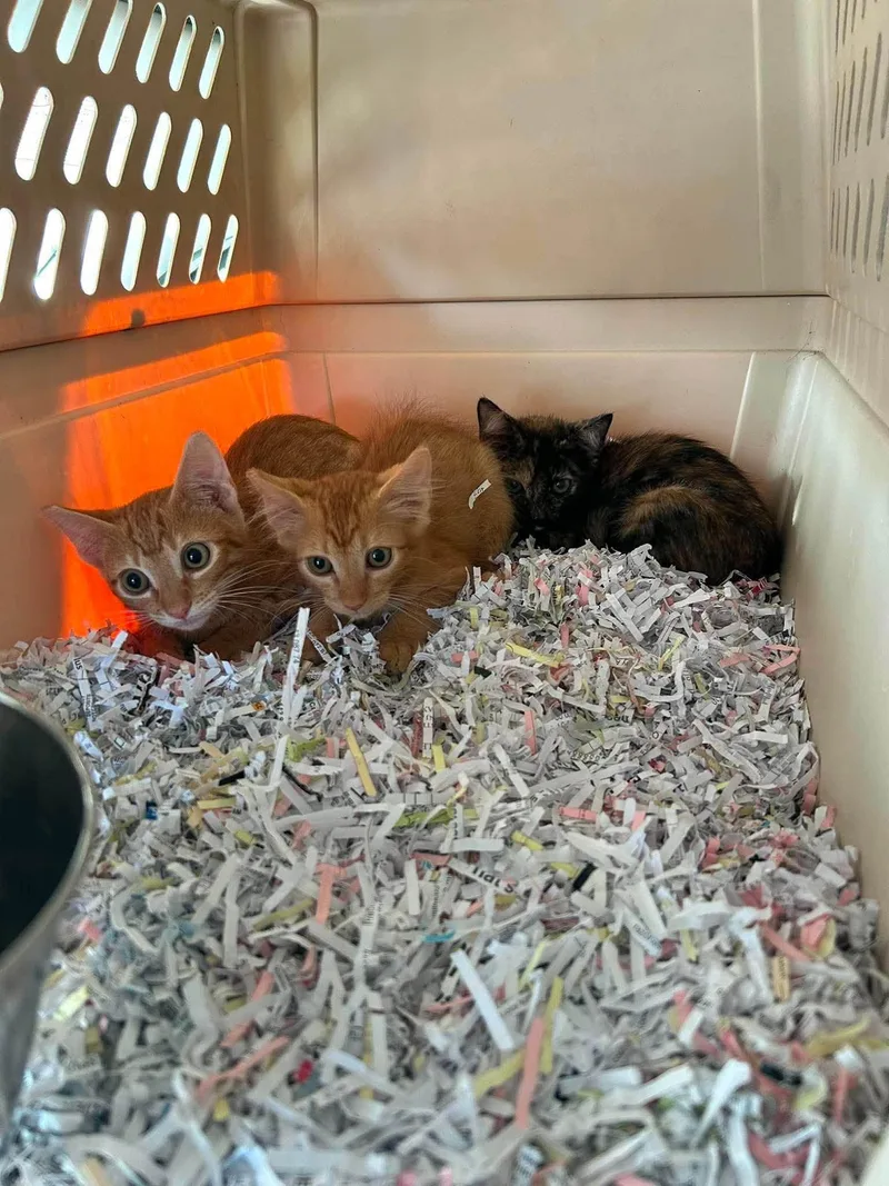 A baby medium-sized male Orange / Red Domestic Short Hair cat named Calvin for adoption in Oregon, WI