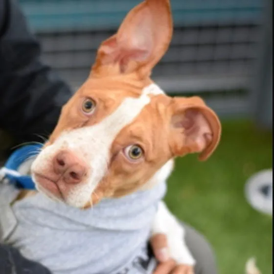 A young medium-sized male Brown / Chocolate Labrador Retriever dog named Quartz for adoption in New York, NY